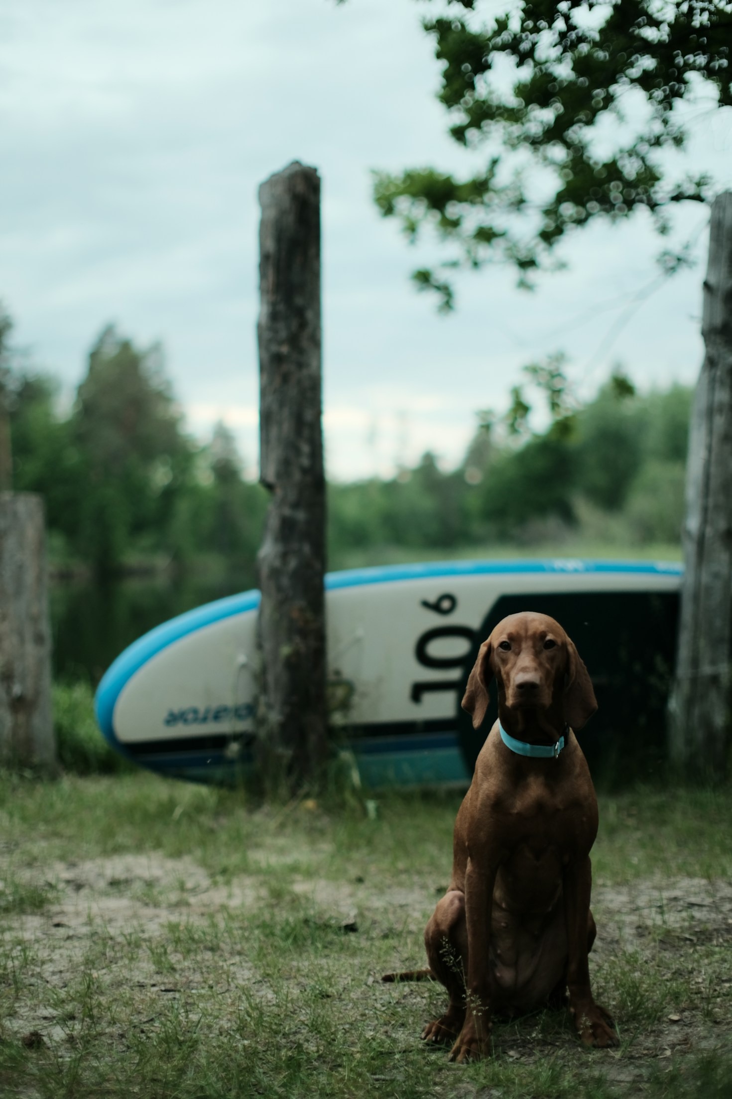 Top Tips for Raising a Happy Vizsla