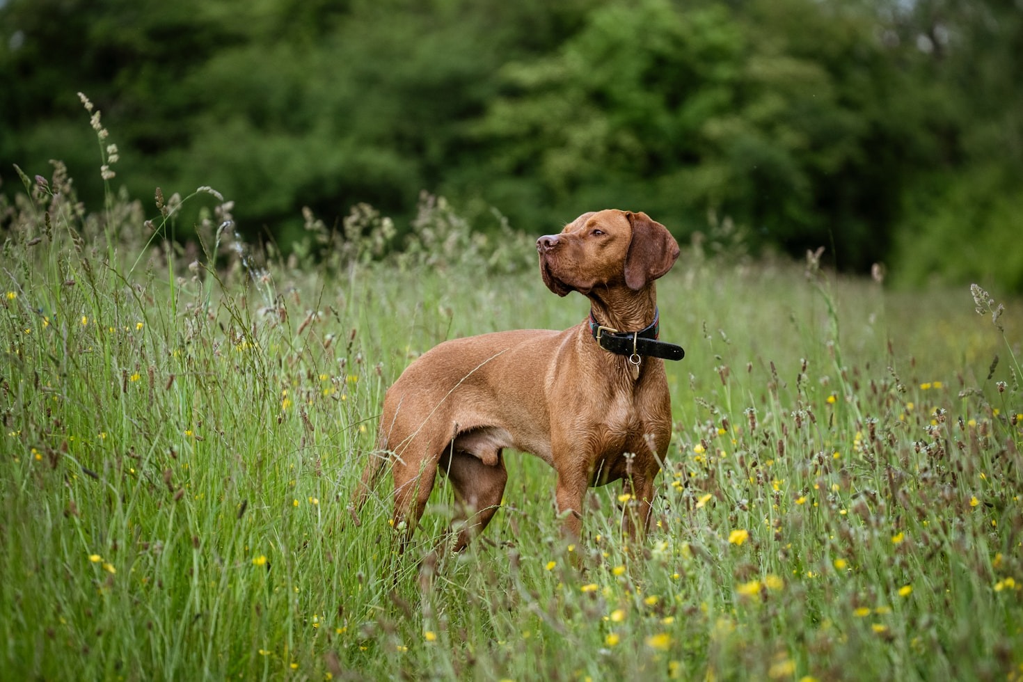 Why Vizslas Make Excellent Family Pets