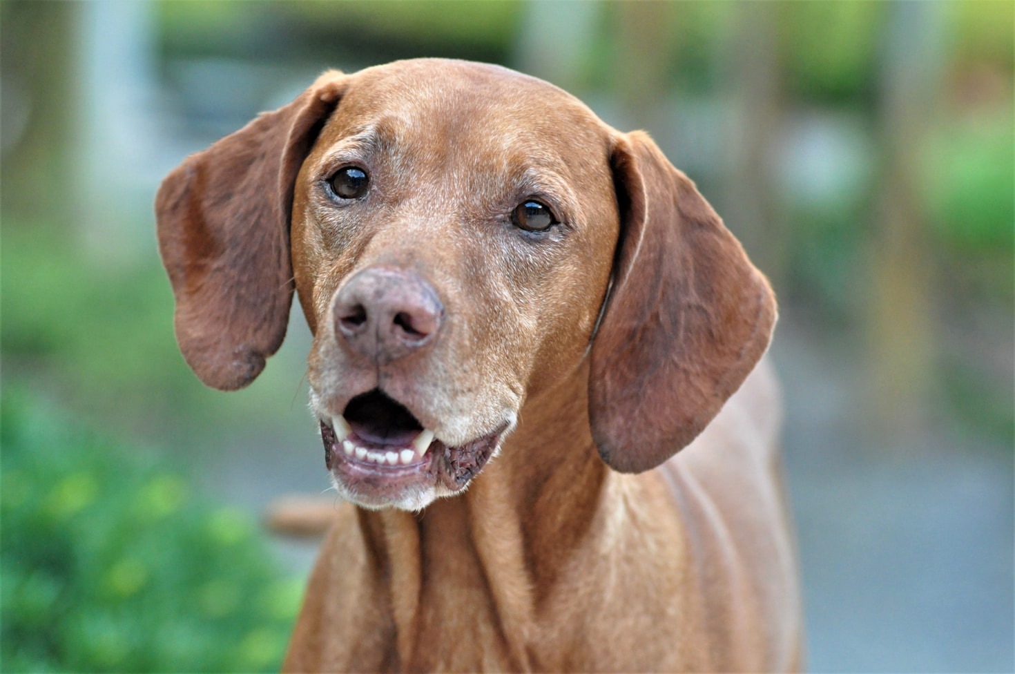 The Importance of Responsible Vizsla Breeding