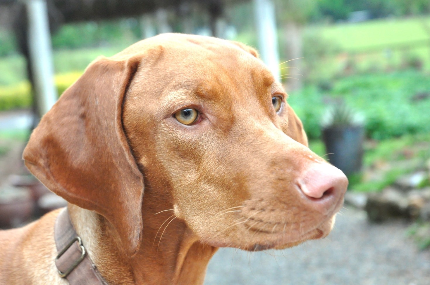 Understanding the Unique Traits of Vizslas