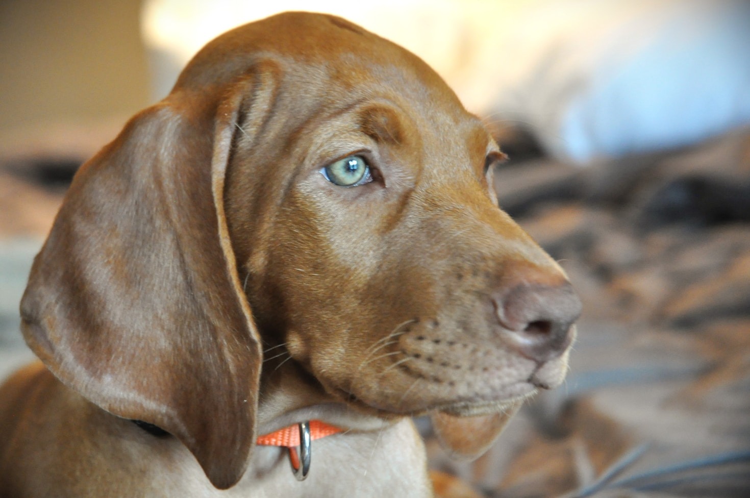 Caring for Your Vizsla: A Comprehensive Guide