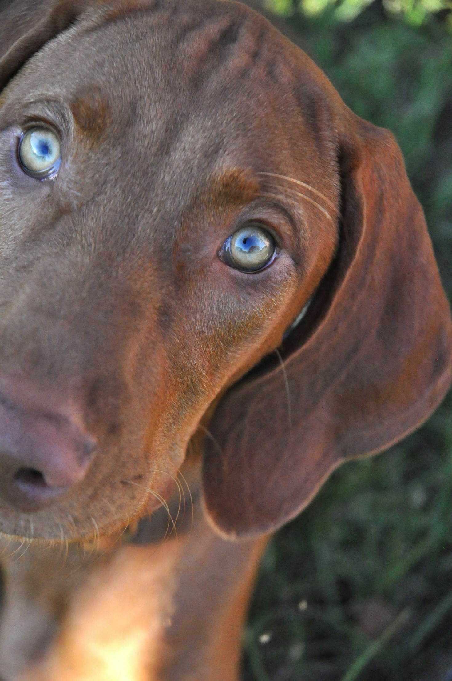 Building Strong Bonds with Your Vizsla Puppy